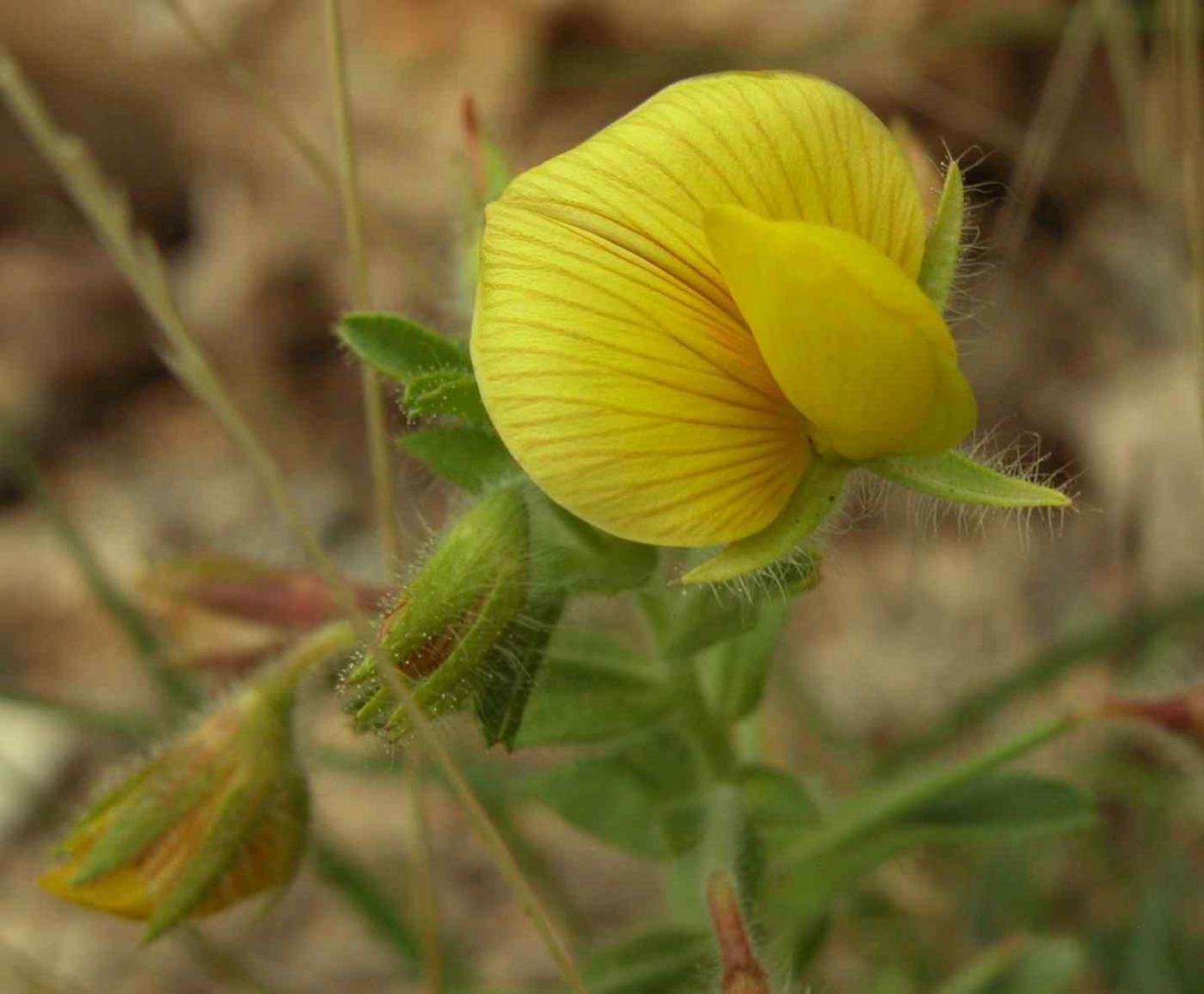 Restharrow, Large Yellow flower